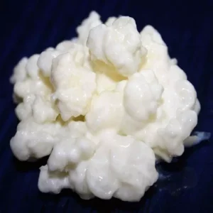 Verse levende melkkefirkorrels voor het zelf maken van probiotische melkkefir thuis