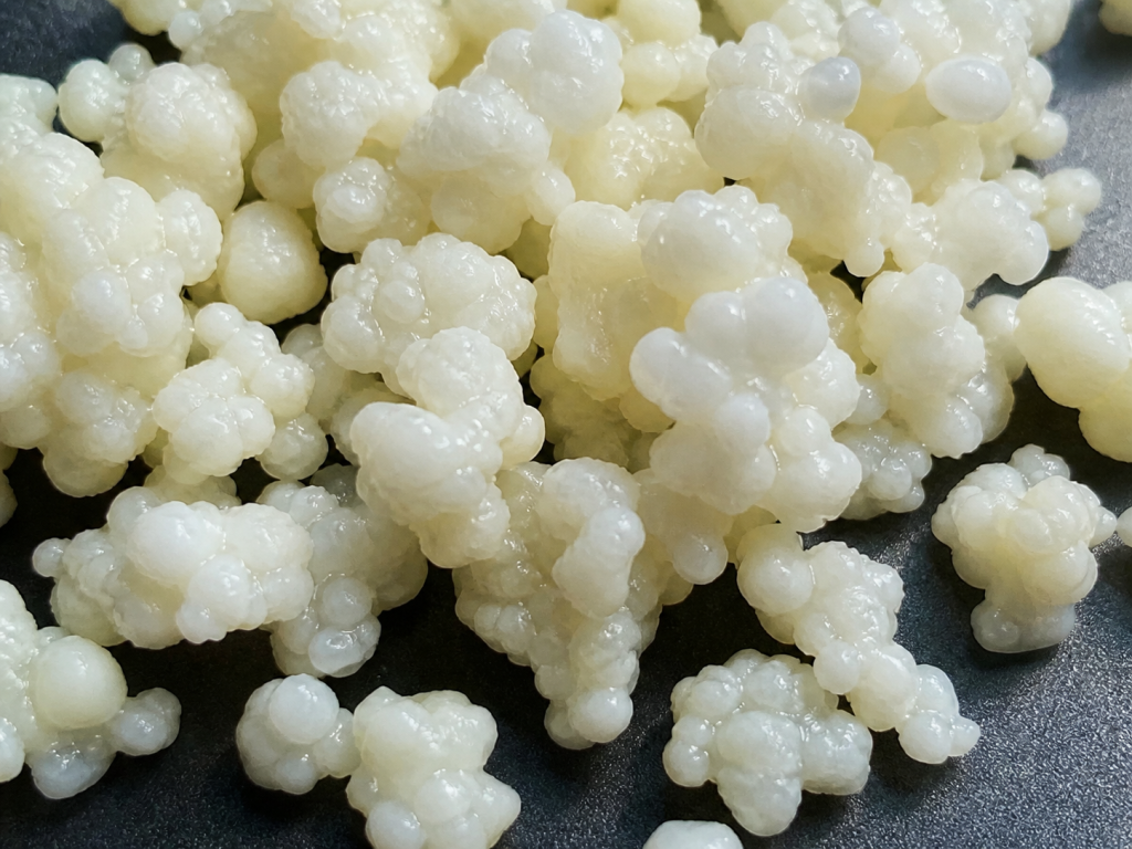 Close-up melk kefir korrels